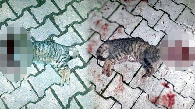 İki kedi vahşice öldürülmüş halde bulundu