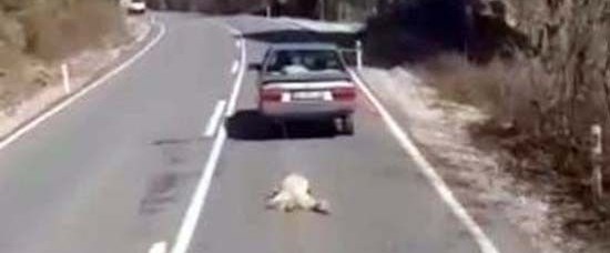Köpeği aracının arkasından sürükleyen kişi serbest bırakıldı