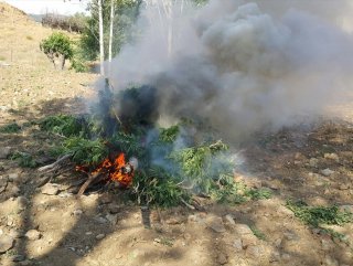 Bingölde 974 kök kenevir ele geçirildi