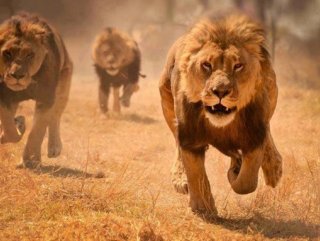 Zimbabvede 10 yaşındaki kıza aslan saldırdı