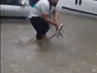 Sele kapılan kediyi kurtardı