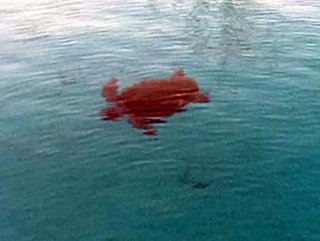 Bodrumda iki kişi caretta caretta saldırısına uğradı