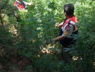 İzmirde 1058 kök hint keneviri ele geçirildi