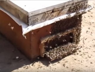 Oğul veren arılar arıcıya zor anlar yaşattı