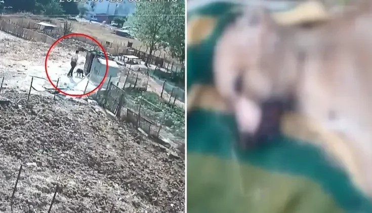 Bir köpeği işkenceyle katletti, diğerinin boğazını sıkıp derisini yüzdü